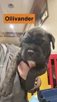 Ollivander (Orange boy), a male Boxer and Cane Corso for sale in Glendale Heights, IL – Photo 1 of 7