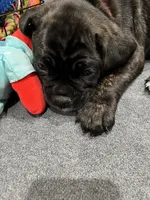 Ollivander (Orange boy), a male Boxer and Cane Corso for sale in Glendale Heights, IL – Photo 7 of 7