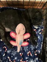 Ollivander (Orange Boy), a male Boxer and Cane Corso for sale in Glendale Heights, IL – 9 of 10
