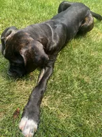 Pheonix (Boy), a male Boxer and Cane Corso for sale in Glendale Heights, IL – 3 of 10