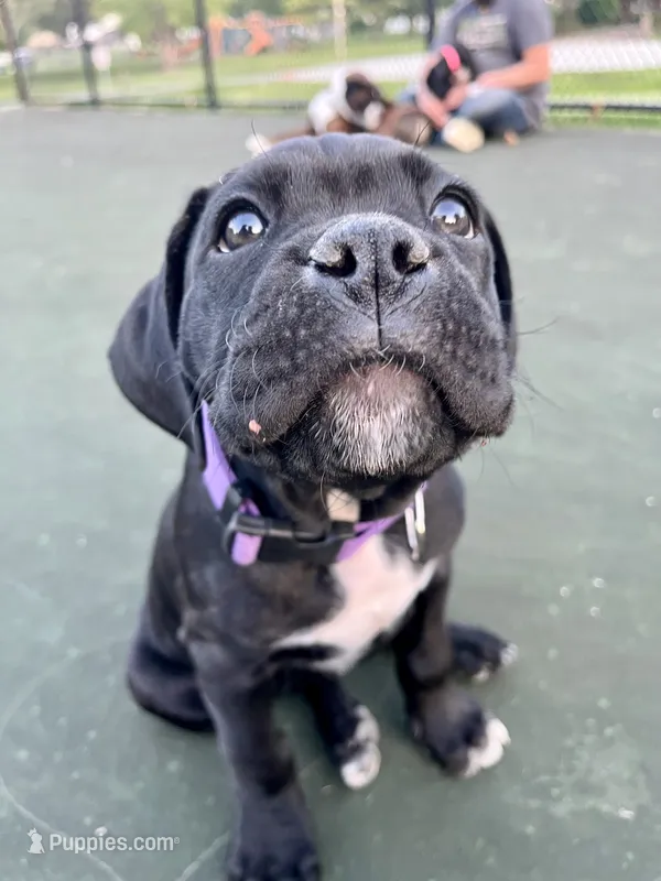 Minerva (Purple girl) – Boxer, Cane Corso puppy for sale in Glendale Heights, IL