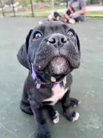 Minerva (Purple girl), a female Boxer and Cane Corso for sale in Glendale Heights, IL – 1 of 10