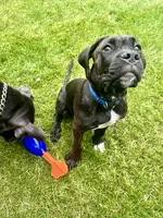 Pheonix (Boy), a male Boxer and Cane Corso for sale in Glendale Heights, IL – 1 of 10