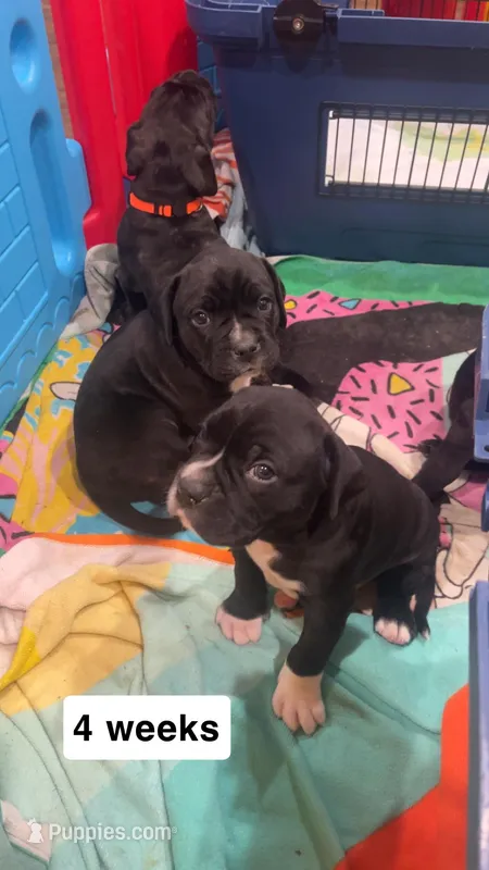 Draco (Blue Boy) – Boxer, Cane Corso puppy for sale in Glendale Heights, IL