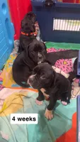 Draco (Blue Boy), a male Boxer and Cane Corso for sale in Glendale Heights, IL – Photo 1 of 7
