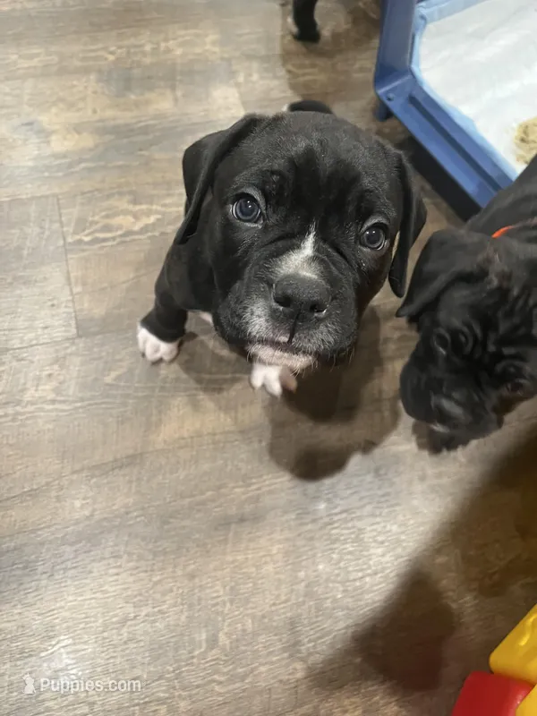 Draco (Blue Boy) – Boxer, Cane Corso puppy for sale in Glendale Heights, IL