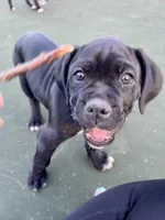 Minerva (Purple girl), a female Boxer and Cane Corso for sale in Glendale Heights, IL – 5 of 10