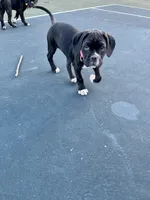 Bellatrix (Pink girl), a female Boxer and Cane Corso for sale in Glendale Heights, IL – 3 of 10