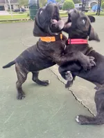 Ollivander (Orange Boy), a male Boxer and Cane Corso for sale in Glendale Heights, IL – 4 of 10