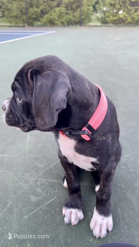 Bellatrix (Pink girl) – Boxer, Cane Corso puppy for sale in Glendale Heights, IL