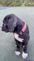 Bellatrix (Pink girl), a female Boxer and Cane Corso for sale in Glendale Heights, IL – 1 of 10