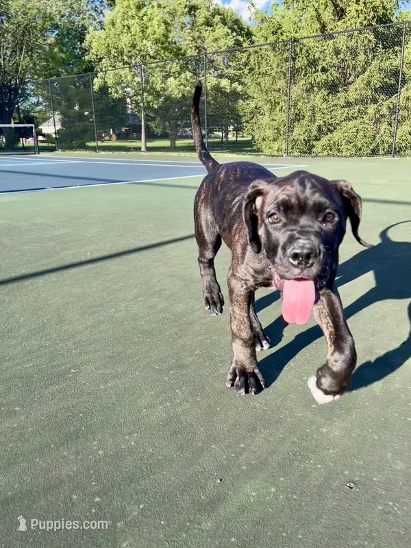 Phoenix (Red Boy) – Boxer, Cane Corso puppy for sale in Glendale Heights, IL