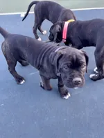 Minerva (Purple girl), a female Boxer and Cane Corso for sale in Glendale Heights, IL – 7 of 10
