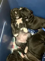 Myrtle (Yellow girl), a female Boxer and Cane Corso for sale in Glendale Heights, IL – Photo 7 of 7