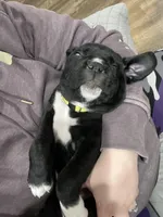 Myrtle (Yellow girl), a female Boxer and Cane Corso for sale in Glendale Heights, IL – Photo 3 of 7