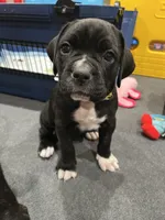 Myrtle (Yellow girl), a female Boxer and Cane Corso for sale in Glendale Heights, IL – Photo 5 of 7