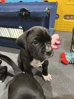 Myrtle (Yellow girl), a female Boxer and Cane Corso for sale in Glendale Heights, IL – Photo 6 of 7