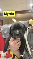 Myrtle (Yellow girl), a female Boxer and Cane Corso for sale in Glendale Heights, IL – Photo 2 of 7