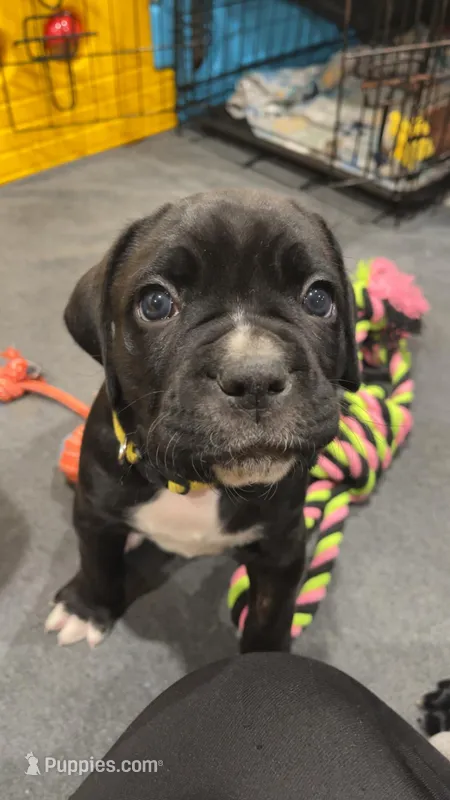 Myrtle (Yellow girl) – Boxer, Cane Corso puppy for sale in Glendale Heights, IL