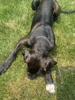 Pheonix (Boy), a male Boxer and Cane Corso for sale in Glendale Heights, IL – 6 of 10