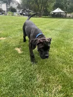 Pheonix (Boy), a male Boxer and Cane Corso for sale in Glendale Heights, IL – 8 of 10
