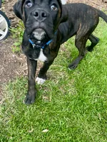 Pheonix (Boy), a male Boxer and Cane Corso for sale in Glendale Heights, IL – 6 of 10