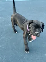 Minerva (Purple girl), a female Boxer and Cane Corso for sale in Glendale Heights, IL – 3 of 10