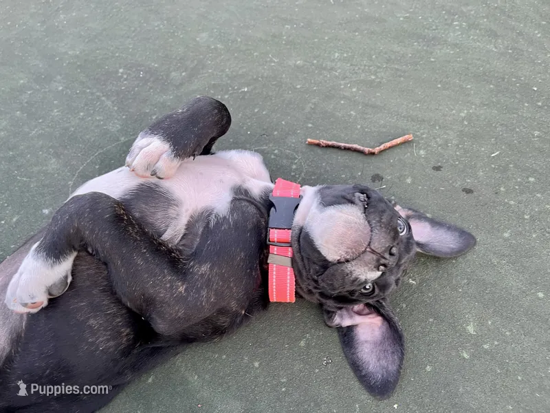 Bellatrix (Pink girl) – Boxer, Cane Corso puppy for sale in Glendale Heights, IL