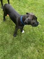 Pheonix (Boy), a male Boxer and Cane Corso for sale in Glendale Heights, IL – 7 of 10