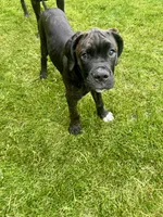 Pheonix (Boy), a male Boxer and Cane Corso for sale in Glendale Heights, IL – 4 of 10