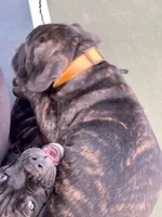 Ollivander (Orange Boy), a male Boxer and Cane Corso for sale in Glendale Heights, IL – 3 of 10
