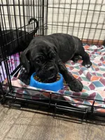 Ollivander (Orange Boy), a male Boxer and Cane Corso for sale in Glendale Heights, IL – 8 of 10