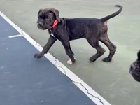 Phoenix (Red Boy), a male Boxer and Cane Corso for sale in Glendale Heights, IL – 7 of 10