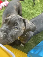 Phoenix (Red Boy), a male Boxer and Cane Corso for sale in Glendale Heights, IL – 4 of 10
