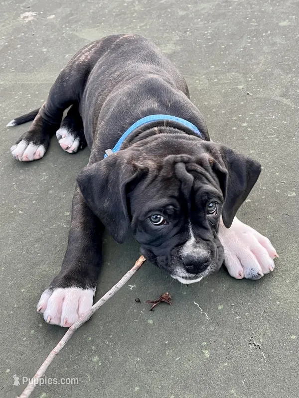 Draco (Blue Boy) – Boxer, Cane Corso puppy for sale in Glendale Heights, IL