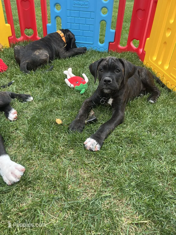 Phoenix (Red Boy) – Boxer, Cane Corso puppy for sale in Glendale Heights, IL