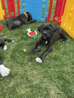 Phoenix (Red Boy), a male Boxer and Cane Corso for sale in Glendale Heights, IL – 1 of 10