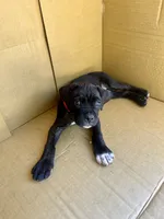 Phoenix (Red Boy), a male Boxer and Cane Corso for sale in Glendale Heights, IL – 6 of 10