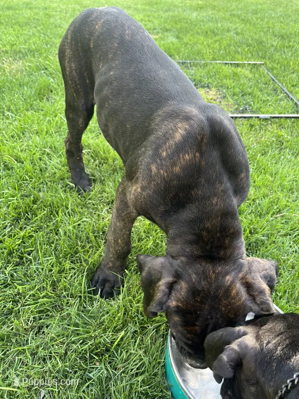 Phoenix (Red Boy) – Boxer, Cane Corso puppy for sale in Glendale Heights, IL