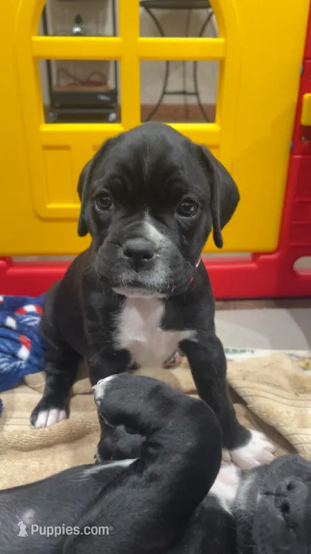 Bellatrix (Pink girl) – Boxer, Cane Corso puppy for sale in Glendale Heights, IL