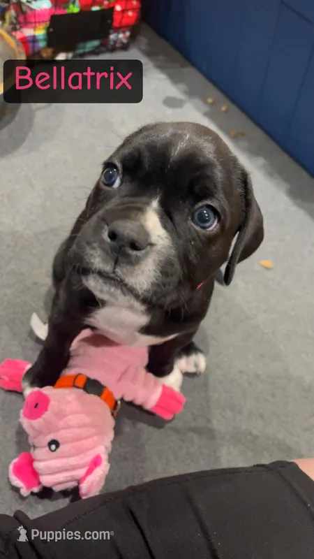 Bellatrix (Pink girl) – Boxer, Cane Corso puppy for sale in Glendale Heights, IL