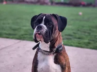 Bellatrix (Pink girl), a female Boxer and Cane Corso for sale in Glendale Heights, IL – 9 of 10