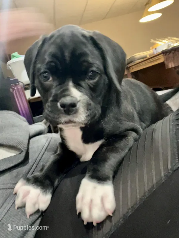 Bellatrix (Pink girl) – Boxer, Cane Corso puppy for sale in Glendale Heights, IL