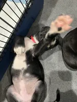 Bellatrix (Pink girl), a female Boxer and Cane Corso for sale in Glendale Heights, IL – Photo 4 of 4