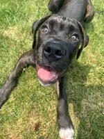 Pheonix (Boy), a male Boxer and Cane Corso for sale in Glendale Heights, IL – 1 of 10