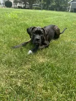 Pheonix (Boy), a male Boxer and Cane Corso for sale in Glendale Heights, IL – 4 of 10