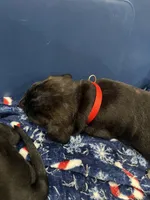 Phoenix (Red Boy), a male Boxer and Cane Corso for sale in Glendale Heights, IL – Photo 6 of 6