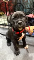 Phoenix (Red Boy), a male Boxer and Cane Corso for sale in Glendale Heights, IL – Photo 2 of 6