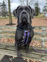 Phoenix (Red Boy), a male Boxer and Cane Corso for sale in Glendale Heights, IL – 9 of 10