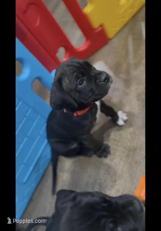 Phoenix (Red Boy) – Boxer, Cane Corso puppy for sale in Glendale Heights, IL